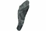 Partial Megalodon Tooth - South Carolina #226551-1